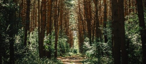 digital-forest-scinote-open-source-free-electronic-lab-notebook3
